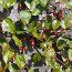 BERBERIDOPSIS beckleri  